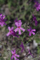 Jamesbrittenia microphylla