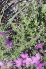 Jamesbrittenia microphylla