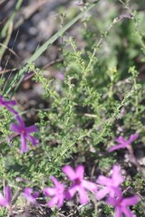 Jamesbrittenia microphylla