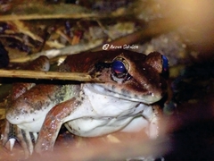 Limnonectes macrodon