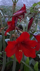 Hippeastrum petiolatum