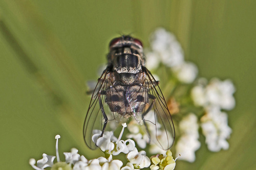 Stable Fly photo 6