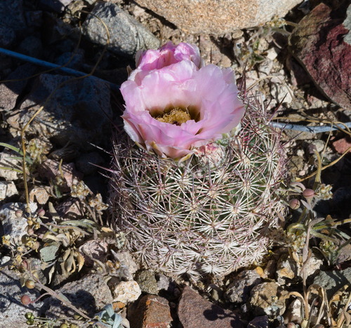 Acuña Cactus (Echinomastus erectocentrus)
