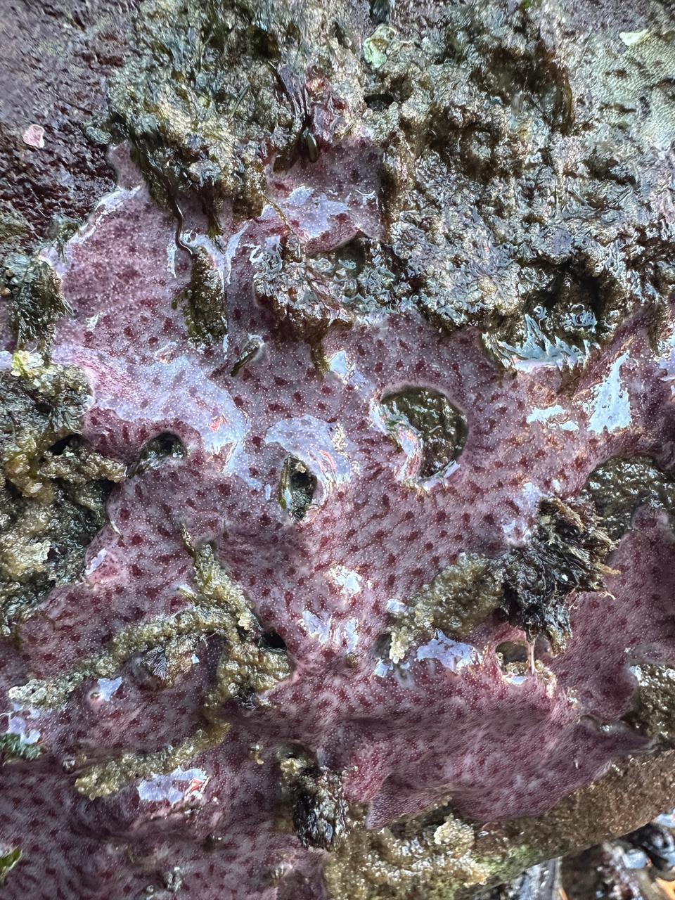 Polysyncraton amethysteum Van Name, 1902