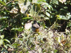 Pycnonotus xanthorrhous