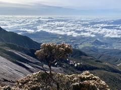 Leptospermum recurvum