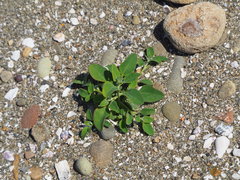 Chenopodium acuminatum virgatum