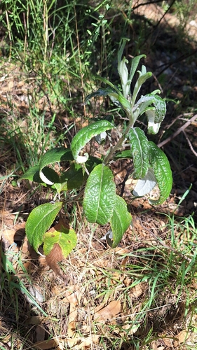 pale groundsel (Senecio hypoleucus)