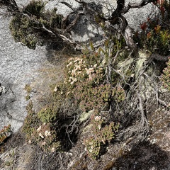 Leptospermum recurvum