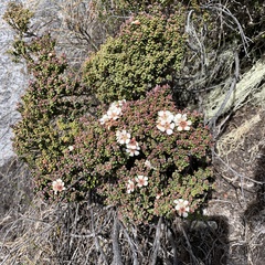 Leptospermum recurvum