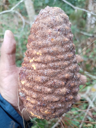 thinleaf pine (Pinus maximinoi)