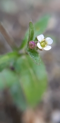 Capsella bursa-pastoris