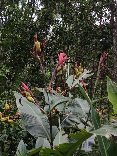 Maraca roja (Canna tuerckheimii)