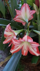 Hippeastrum hybridum