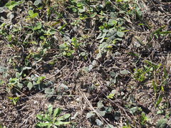 Cajanus scarabaeoides