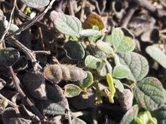 Cajanus scarabaeoides