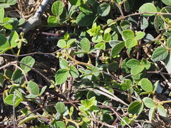 Cajanus scarabaeoides