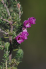 Erica chamissonis