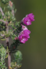 Erica chamissonis