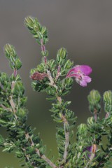 Erica chamissonis
