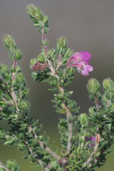 Erica chamissonis
