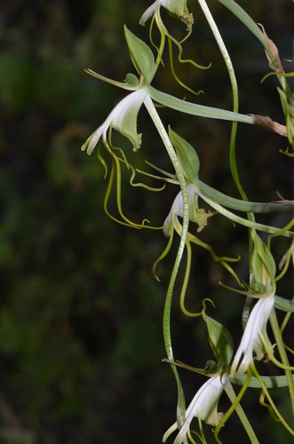 Tropical Woodorchid (Bonatea steudneri)
