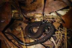 Plethodon hoffmani
