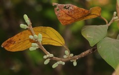 Alangium salviifolium