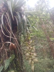 Tillandsia eizii, photograph (c) Juan Cruzado Cortés, some rights reserved (CC BY)