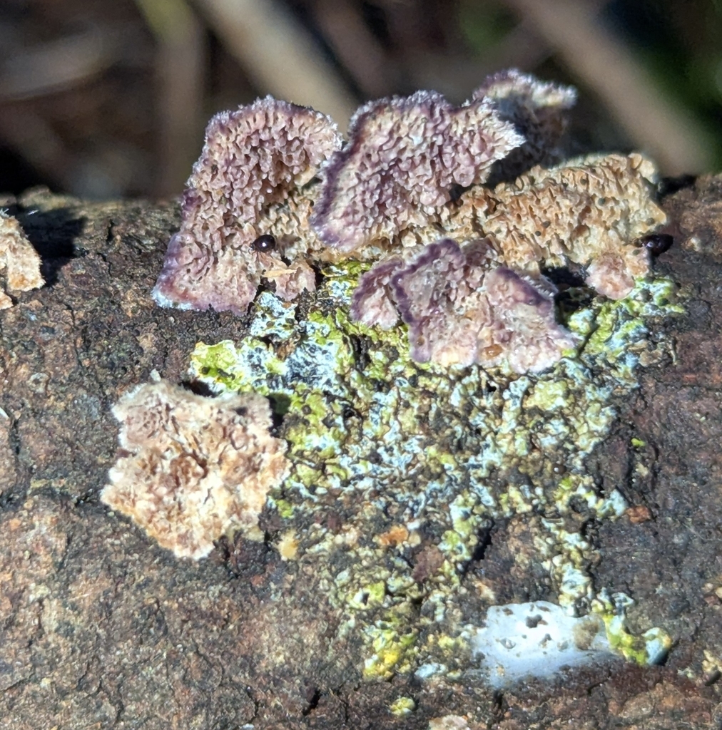 Trichaptum abietinum · March 2026 · photo: © benkeen (iNaturalist, cc0)
