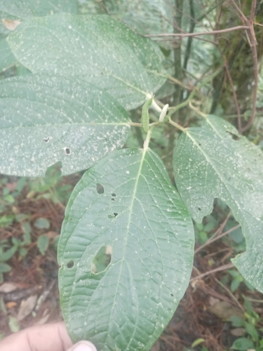 Jamaican Pepper (Piper hispidum)