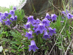 Campanula dasyantha