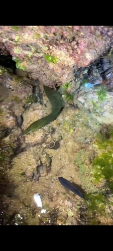 Gymnothorax funebris