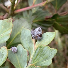 Phyllocladus
