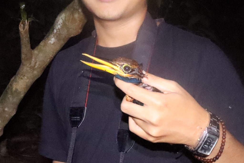 Rufous-collared Kingfisher (Actenoides concretus)