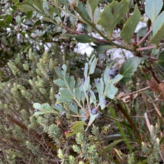 Phyllocladus