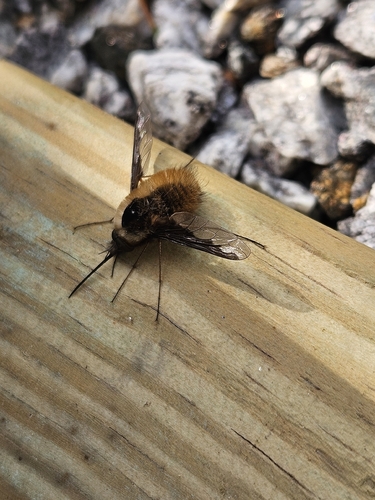 Unknown species found near Marshall, NC 28753, USA