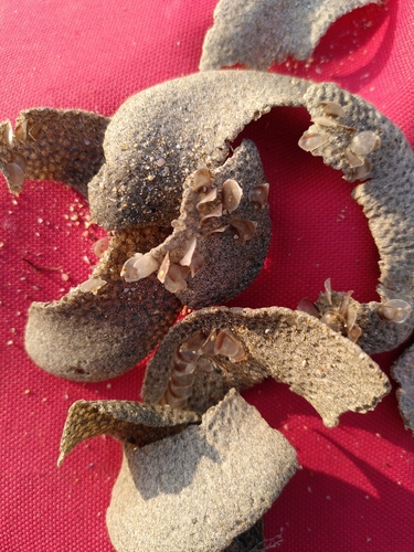 Euspira catena