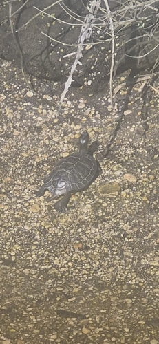 Trachemys scripta