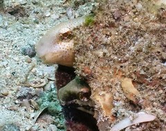 Petroscirtes breviceps