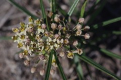 Xysmalobium involucratum
