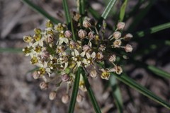 Xysmalobium involucratum