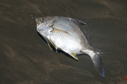 Shortnose mojarra (Diapterus brevirostris) — Gerreidae