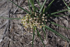 Xysmalobium involucratum