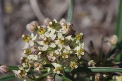 Xysmalobium involucratum