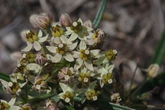 Xysmalobium involucratum