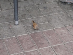 Emberiza sahari