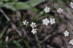 Alepidea capensis