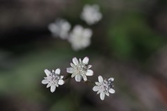 Alepidea capensis
