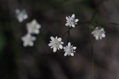 Alepidea capensis